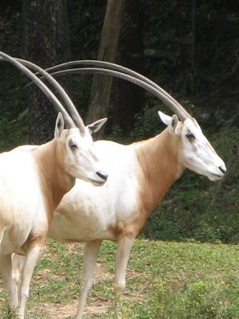 apkhihe two horn|Two Horns .